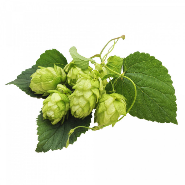 Rohhopfen Hallertau Mittelfrüh 2023 5 kg 1
