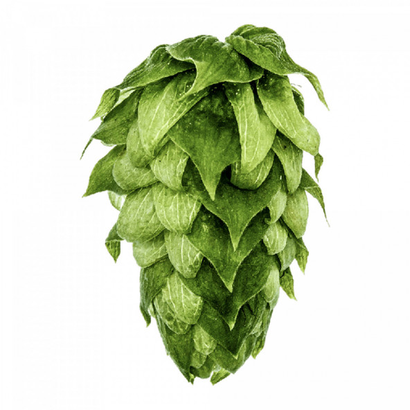Yakima Chief Hops® Ekuanot® T90 Hopfenpellets - 5 kg 2