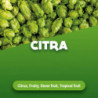 Rohhopfen Citra 100 g 0