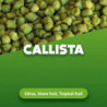 Hopfenpellets Callista 5 kg 0